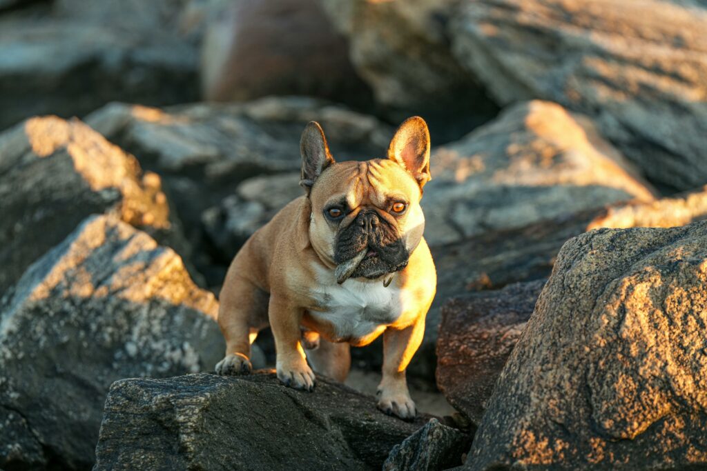 Home guardian